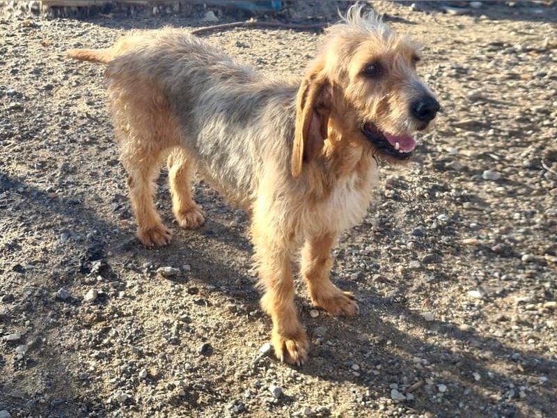 Wundervolle ANNIE-höflich, fein, ausgeglichen, bei allen beliebt, wartet sehnsüchtig auf ihr Zuhause