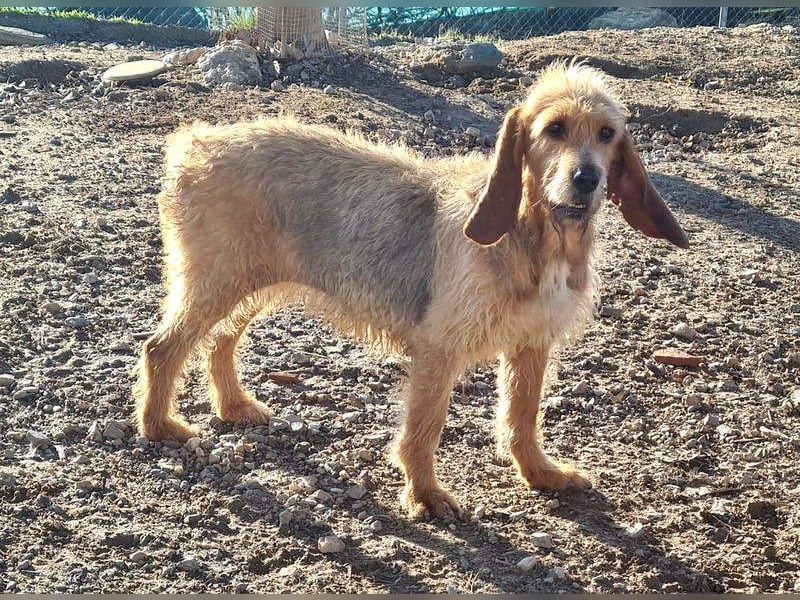 Wundervolle ANNIE-höflich, fein, ausgeglichen, bei allen beliebt, wartet sehnsüchtig auf ihr Zuhause