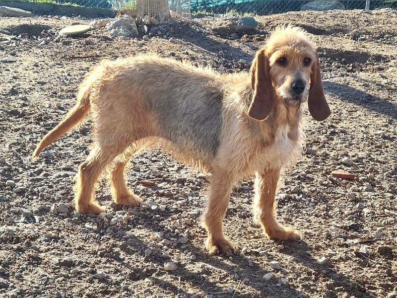 Wundervolle ANNIE-höflich, fein, ausgeglichen, bei allen beliebt, wartet sehnsüchtig auf ihr Zuhause