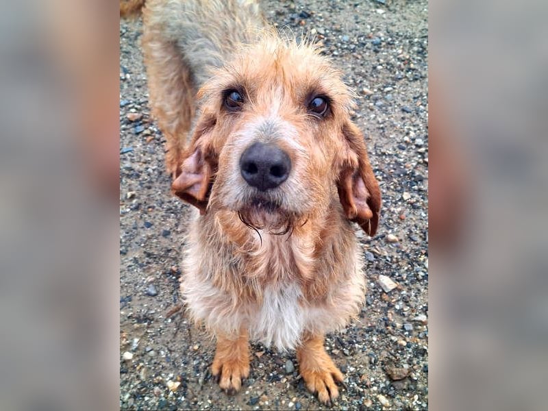 Wundervolle ANNIE-höflich, fein, ausgeglichen, bei allen beliebt, wartet sehnsüchtig auf ihr Zuhause