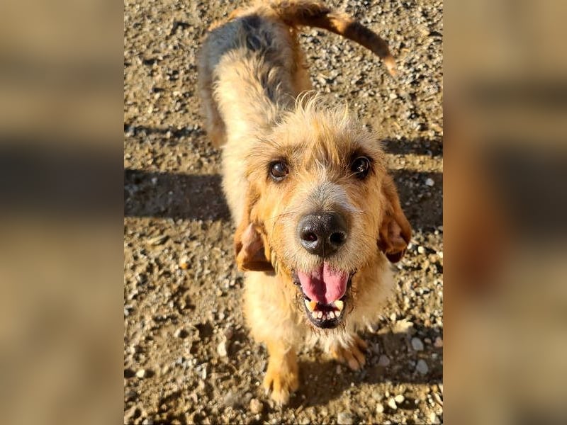 Wundervolle ANNIE-höflich, fein, ausgeglichen, bei allen beliebt, wartet sehnsüchtig auf ihr Zuhause