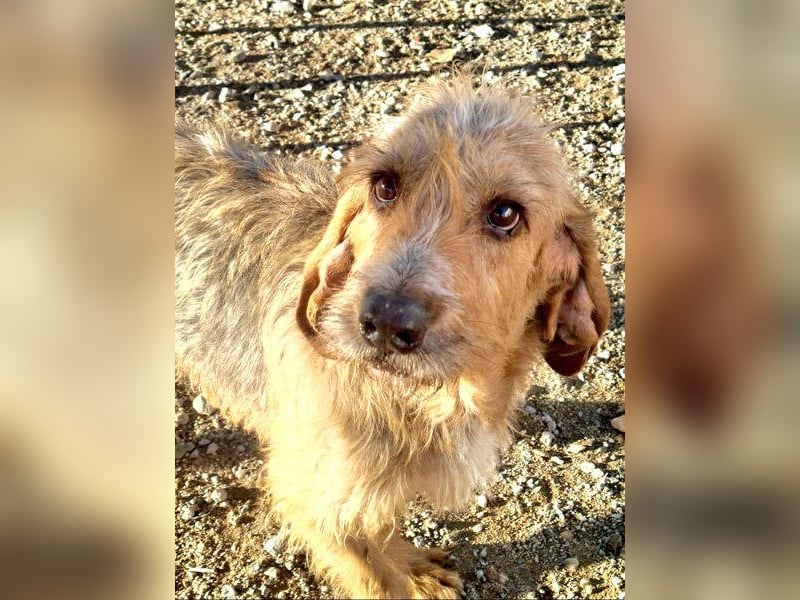 Wundervolle ANNIE-höflich, fein, ausgeglichen, bei allen beliebt, wartet sehnsüchtig auf ihr Zuhause