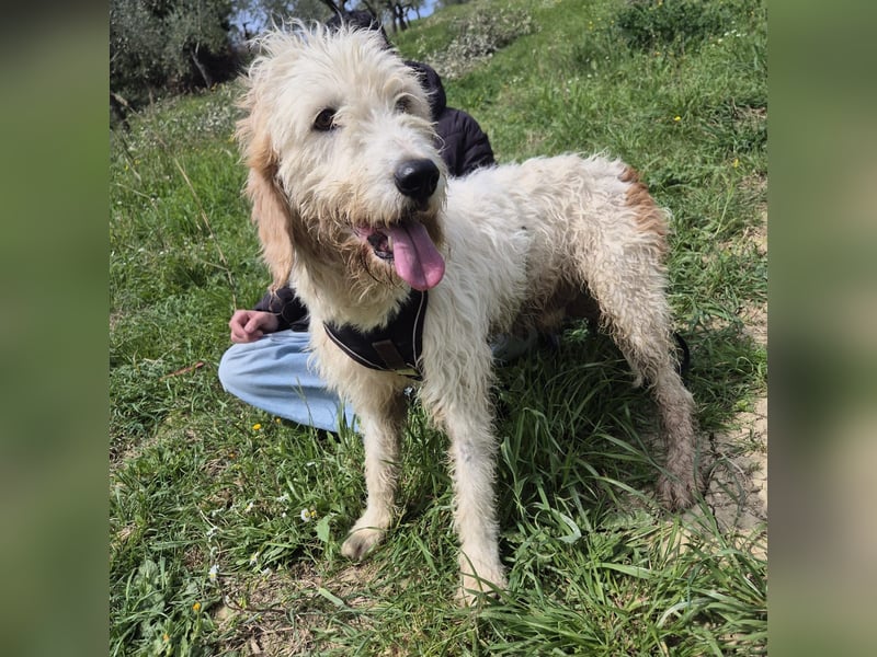 Oleg - ruhiger, feiner Bub