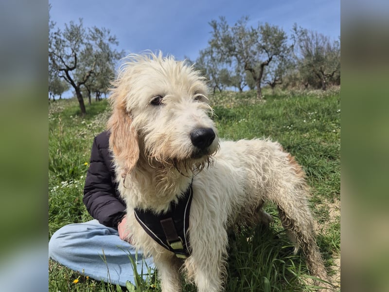 Oleg - ruhiger, feiner Bub