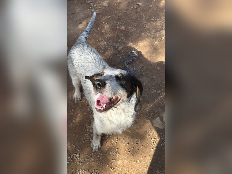 Luna sucht endlich ihr Für immer Zuhause