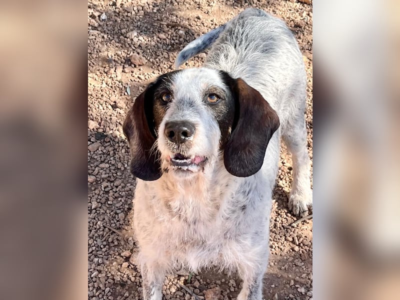 Luna sucht endlich ihr Für immer Zuhause