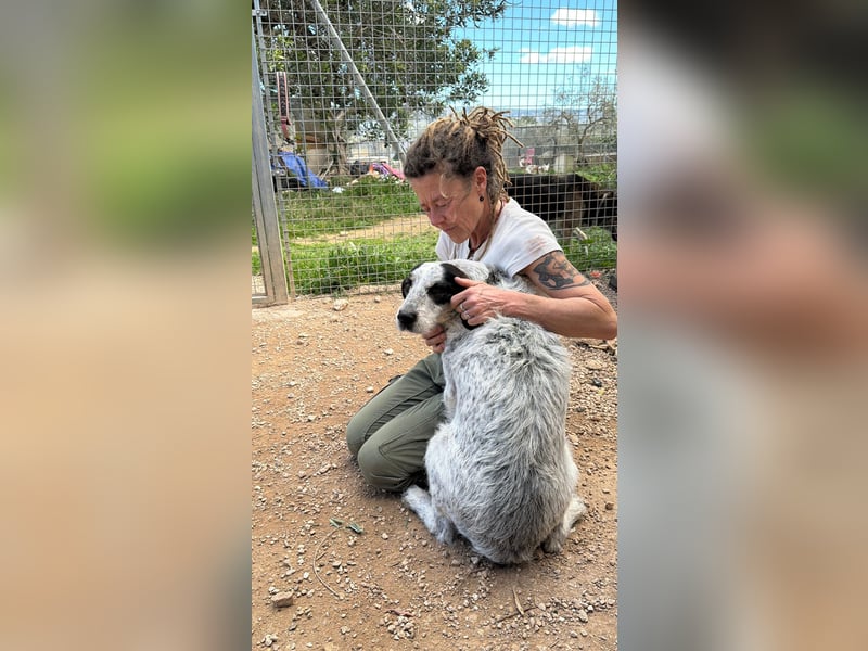 Luna sucht endlich ihr Für immer Zuhause