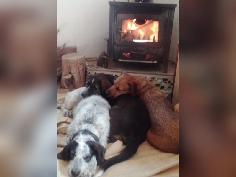Luna sucht endlich ihr Für immer Zuhause