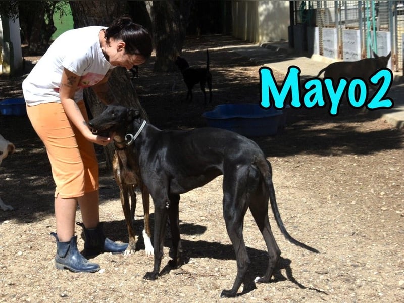 Mayo2 02/2023 (ESP) - gelassener und außergewöhnlich schöner Greyhound!
