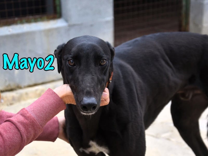 Mayo2 02/2023 (ESP) - gelassener und außergewöhnlich schöner Greyhound!
