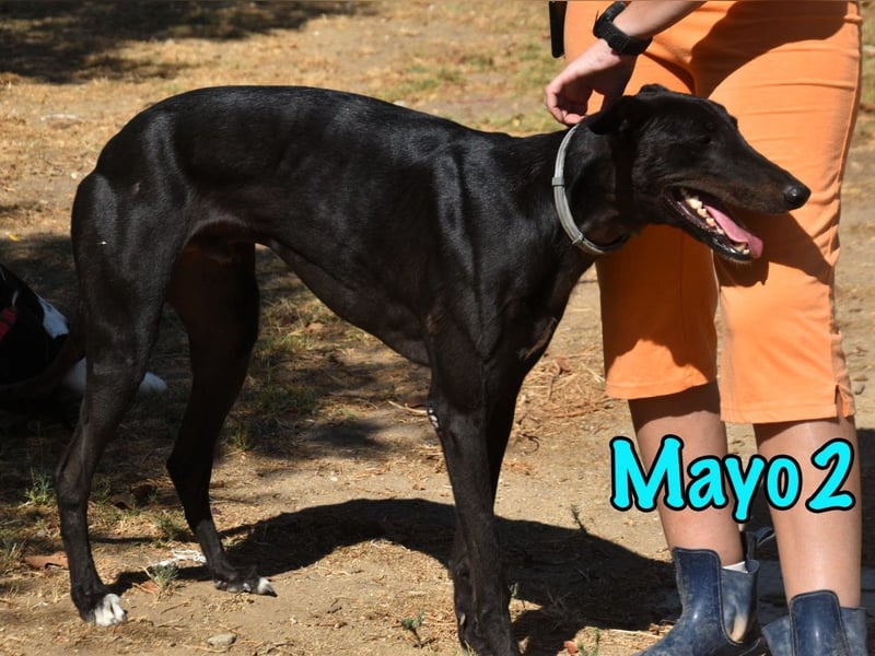Mayo2 02/2023 (ESP) - gelassener und außergewöhnlich schöner Greyhound!
