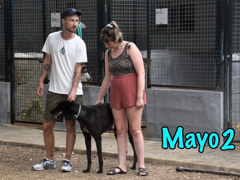 Mayo2 02/2023 (ESP) - gelassener und außergewöhnlich schöner Greyhound!