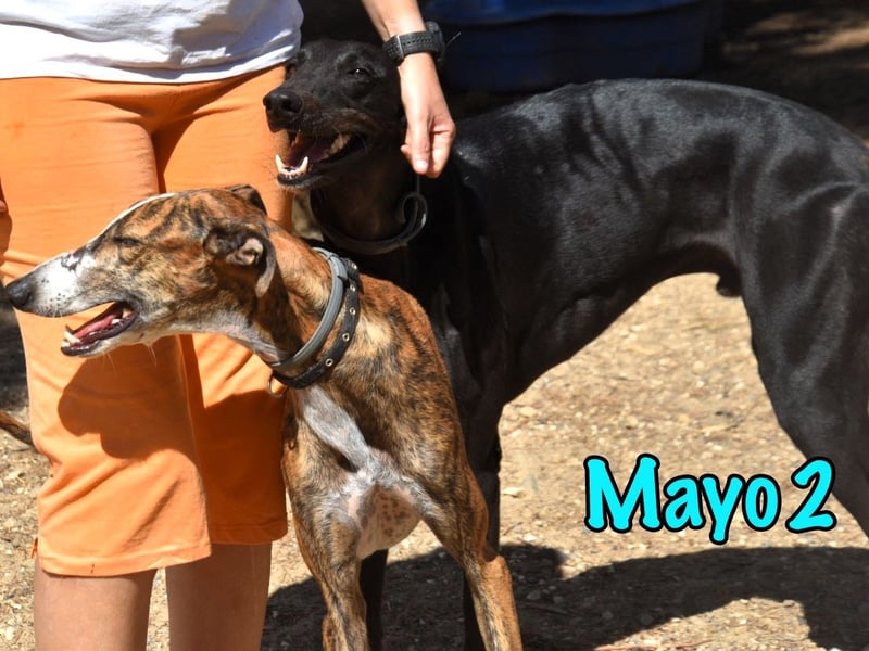 Mayo2 02/2023 (ESP) - gelassener und außergewöhnlich schöner Greyhound!