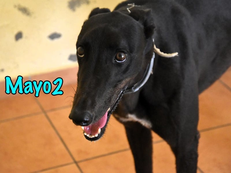 Mayo2 02/2023 (ESP) - gelassener und außergewöhnlich schöner Greyhound!