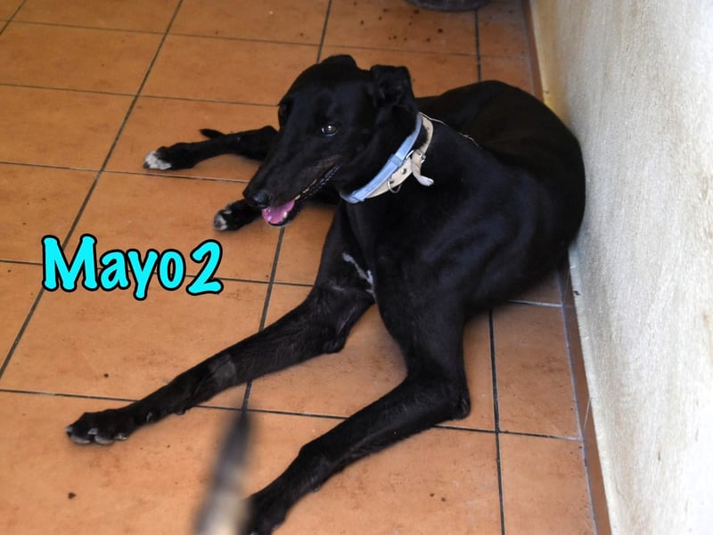 Mayo2 geb. 02/2023 (ESP) -  gelassener und außergewöhnlich schöner Greyhound!