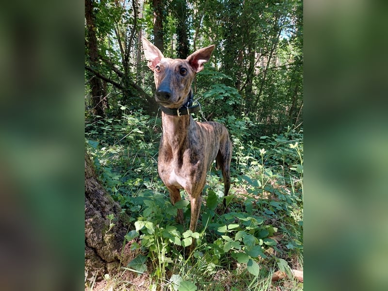 Greyhound zum Verlieben - in Berlin