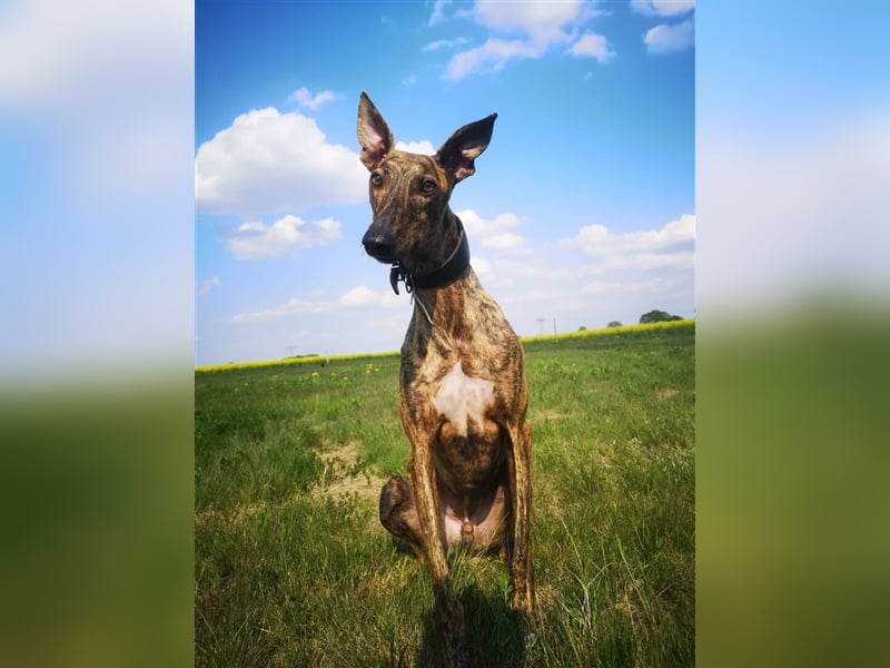 Greyhound zum Verlieben - in Berlin