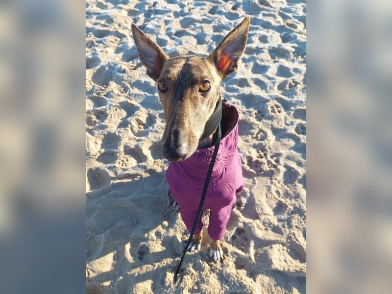 Greyhound zum Verlieben - in Berlin