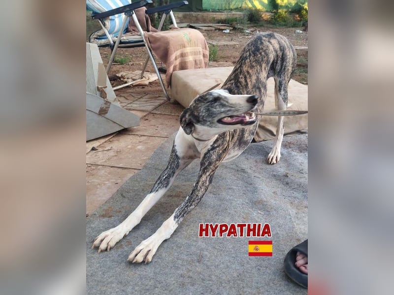 HYPATHIA - wartet in 13187 Berlin auf ihr liebevolles Zuhause