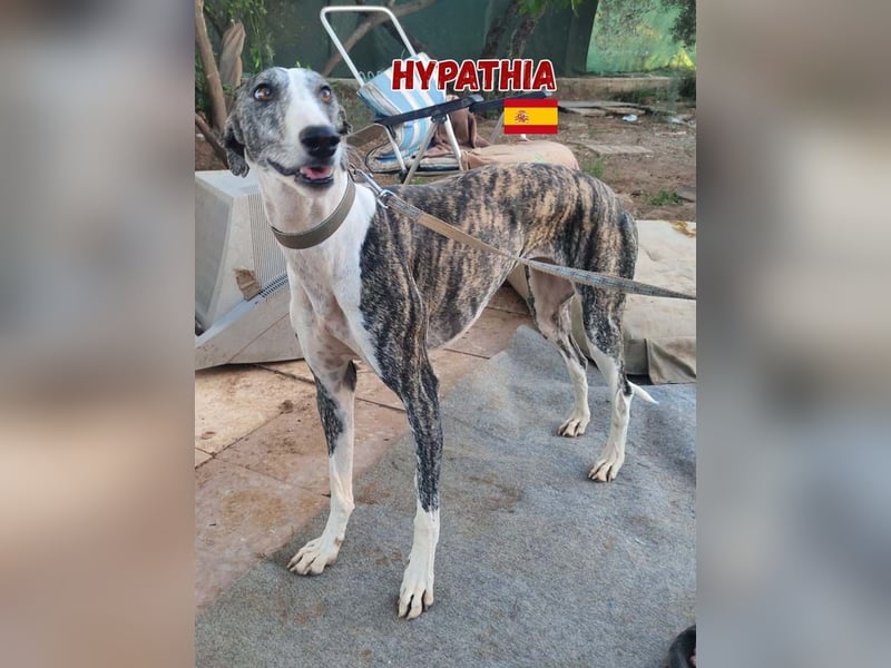 HYPATHIA - wartet in 13187 Berlin auf ihr liebevolles Zuhause