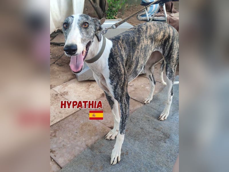 HYPATHIA - wartet in 13187 Berlin auf ihr liebevolles Zuhause