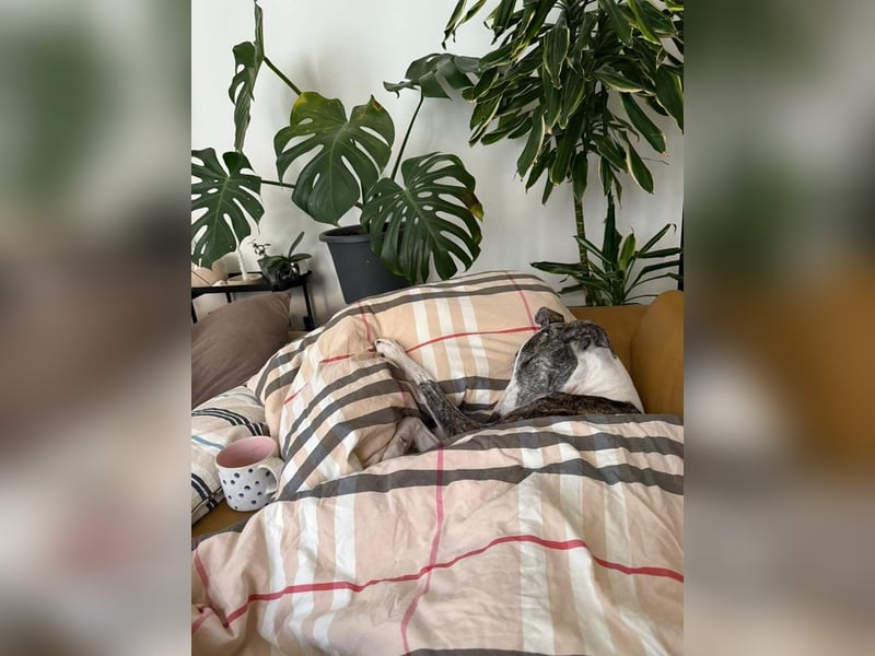 HYPATHIA - wartet in 13187 Berlin auf ihr liebevolles Zuhause