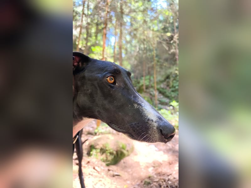 Ricky - befindet sich in einer Pflegestelle in 08112 Wilkau-Haßlau