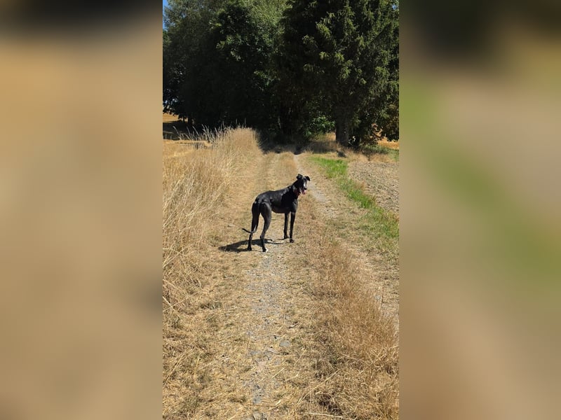 Ricky - befindet sich in einer Pflegestelle in 08112 Wilkau-Haßlau