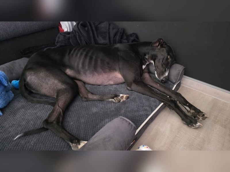Ricky - befindet sich in einer Pflegestelle in 08112 Wilkau-Haßlau