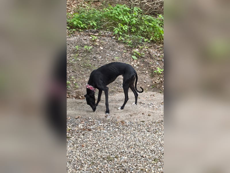 Ricky - befindet sich in einer Pflegestelle in 08112 Wilkau-Haßlau