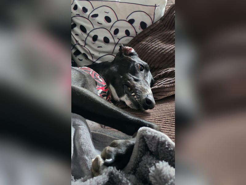 Ricky - befindet sich in einer Pflegestelle in 08112 Wilkau-Haßlau