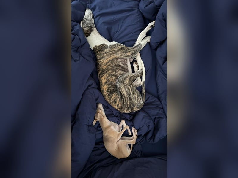 Hypathia - kontaktfreudig und freundlich