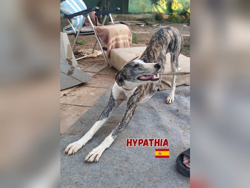 Hyphatia,06/22,freundliches Greyhoundmädel sucht ihrew Familie