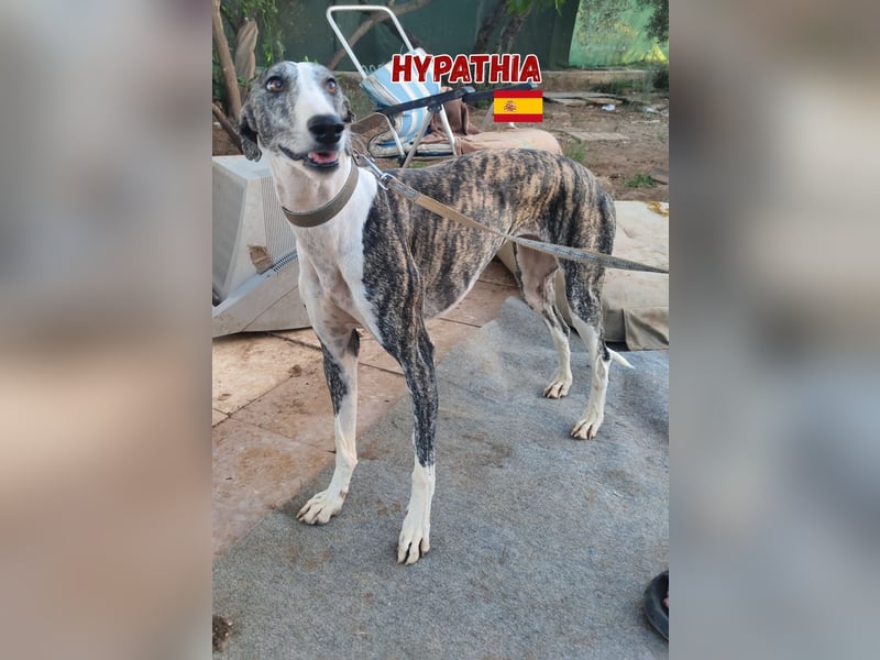 Hyphatia,06/22,freundliches Greyhoundmädel sucht ihrew Familie