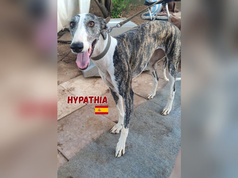 Hyphatia,06/22,freundliches Greyhoundmädel sucht ihrew Familie