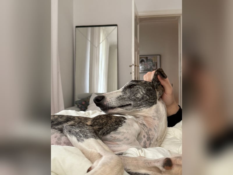 Hypathia - kontaktfreudig und freundlich