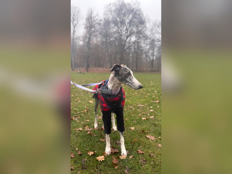 Hypathia - kontaktfreudig und freundlich