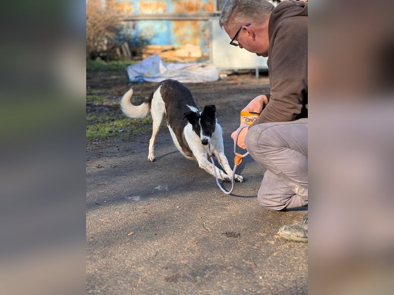 Chiquita, die hübsche braucht unbedingt einen ruhigen Platz