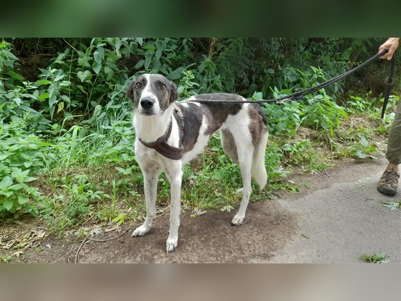 Chiquita, die hübsche braucht unbedingt einen ruhigen Platz