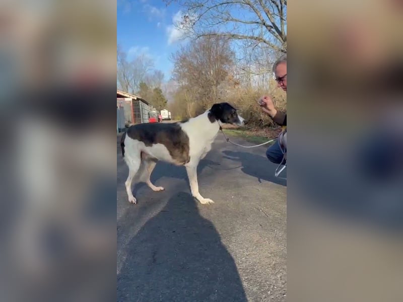 Chiquita, die hübsche braucht unbedingt einen ruhigen Platz