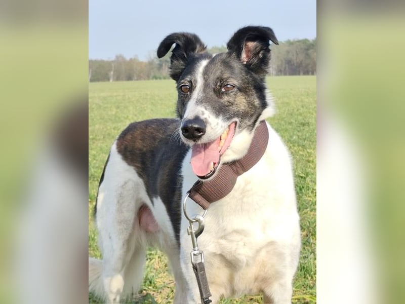 Chiquita, die hübsche braucht unbedingt einen ruhigen Platz