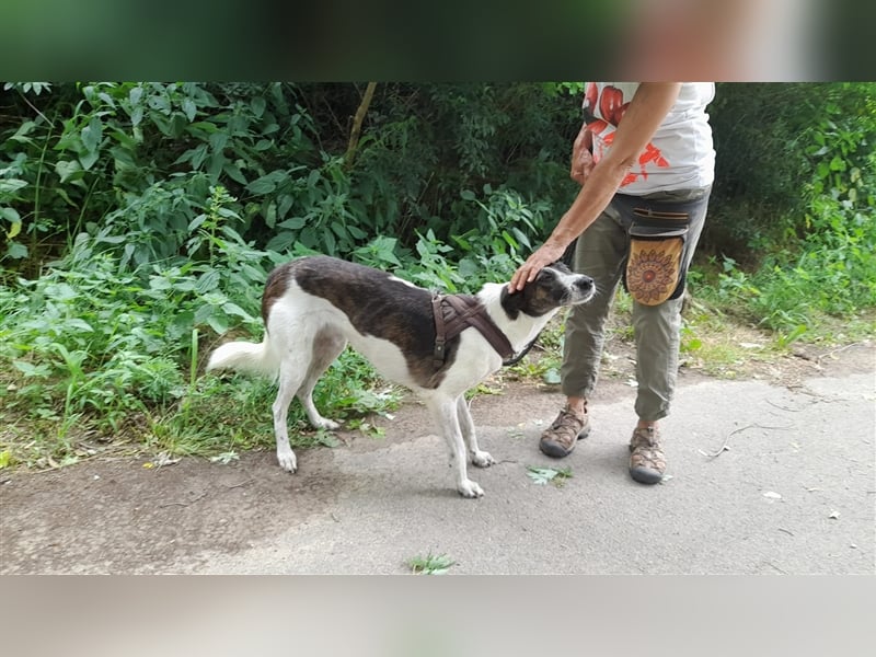 Chiquita, die hübsche braucht unbedingt einen ruhigen Platz