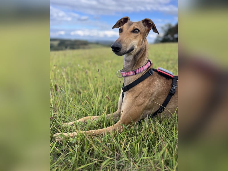 Traumhund Sally sucht ein Zuhause