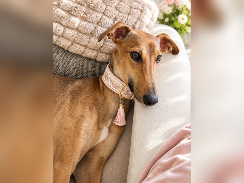 Windhund Sally sucht ein Zuhause