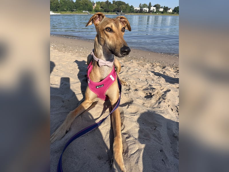 Traumhund Sally sucht ein Zuhause