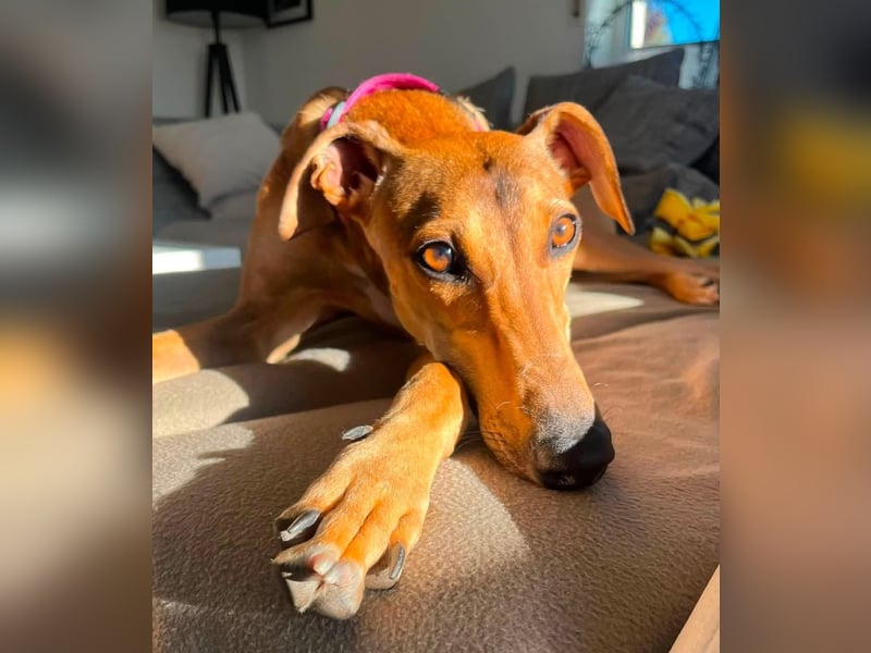 Traumhund Sally sucht ein Zuhause