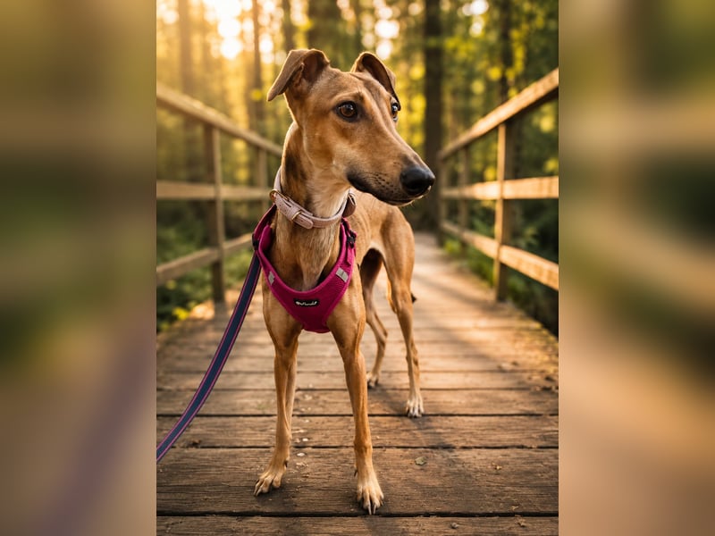 Windhund Sally sucht ein Zuhause