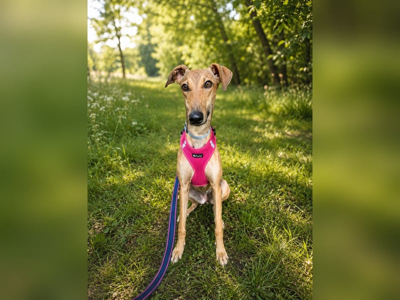 Windhund Sally sucht ein Zuhause