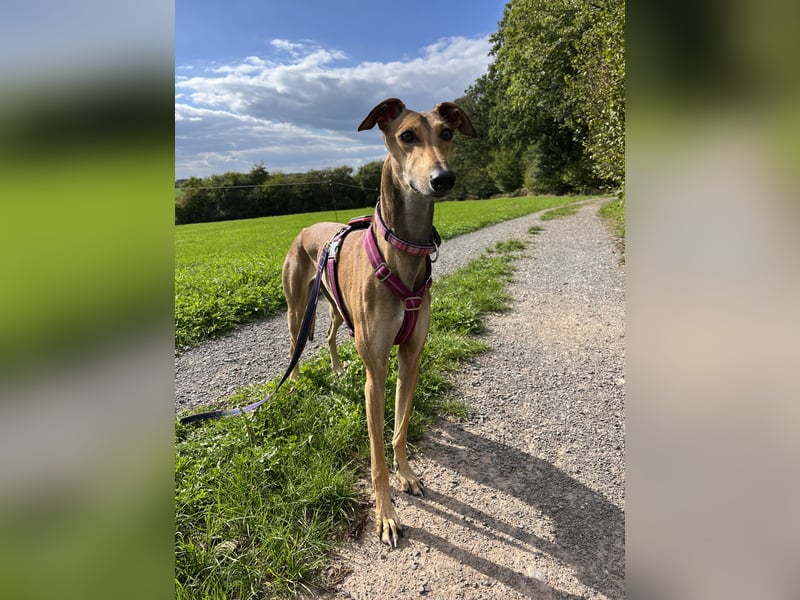 Traumhund Sally sucht ein Zuhause