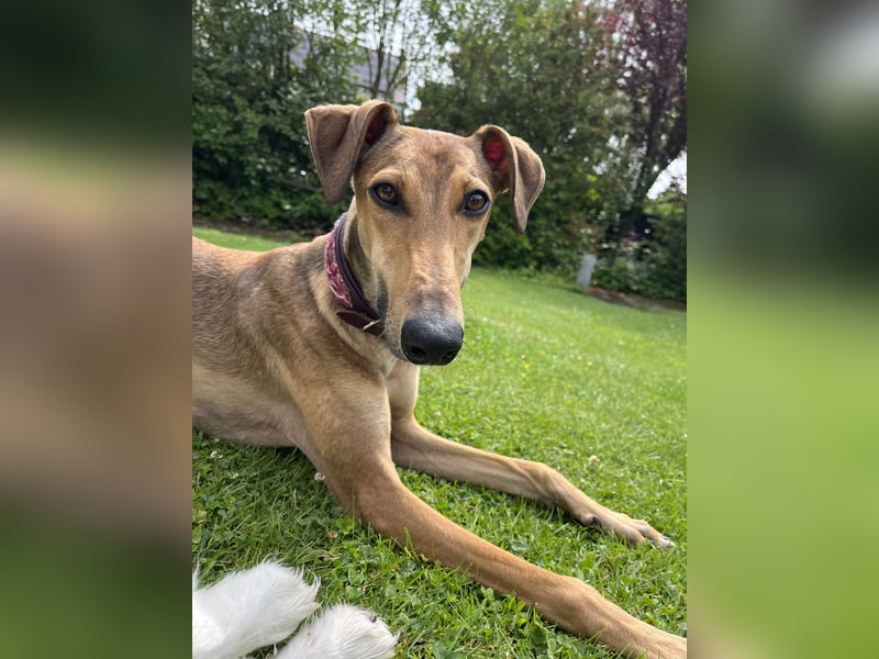 Traumhund Sally sucht ein Zuhause